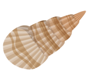 Špičatá mušle